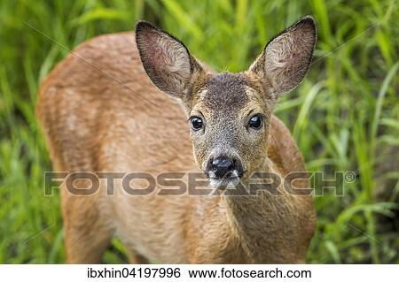 Reh (Capreolus capreolus) captive buck, fawn, portrait, Middle Elbe Biosphere Reserve, Saxony-Anhalt, Germany, Europe View Large Photo Image Stock Photograph - Reh (Capreolus capreolus) captive buck, fawn, portrait, Middle Elbe Biosphere Reserve, Saxony-Anhalt, Germany, Europe. Fotosearch