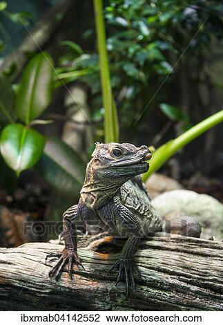 Rhinoceros Iguana (Cyclura cornuta) on a tree trunk, prevalent in Hispaniola, captive View Large Photo Image Stock Image - Rhinoceros Iguana (Cyclura cornuta) on a tree trunk, prevalent in Hispaniola, captive. Fotosearch