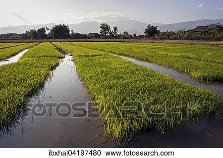 Rice paddies in the evening light, near Pin tauk, Shan State, Golden Triangle, Myanmar, Asia View Large Photo Image Stock Image - Rice paddies in the evening light, near Pin tauk, Shan State, Golden Triangle, Myanmar, Asia. Fotosearch