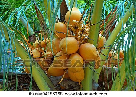 Stock Photo - Ripe coconuts on a Coconut tree (Cocos nucifera), Denis Island, Seychelles, Africa. Fotosearch