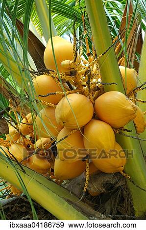 Ripe coconuts on a Coconut tree (Cocos nucifera), Denis Island, Seychelles, Africa View Large Photo Image Stock Photo - Ripe coconuts on a Coconut tree (Cocos nucifera), Denis Island, Seychelles, Africa. Fotosearch
