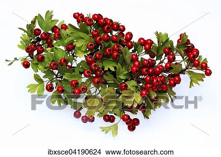 Ripe Common Hawthorn berries (Crataegus monogyna) View Large Photo Image Picture - Ripe Common Hawthorn berries (Crataegus monogyna). Fotosearch