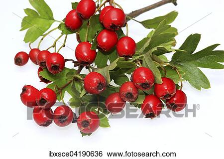 Ripe Common Hawthorn berries (Crataegus monogyna) View Large Photo Image Stock Photograph - Ripe Common Hawthorn berries (Crataegus monogyna). Fotosearch