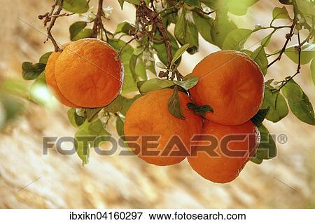 Ripe mandarines on a mandarin orange tree (Citrus reticulata), Majorca, Spain, Europe View Large Photo Image Stock Photo - Ripe mandarines on a mandarin orange tree (Citrus reticulata), Majorca, Spain, Europe. Fotosearch
