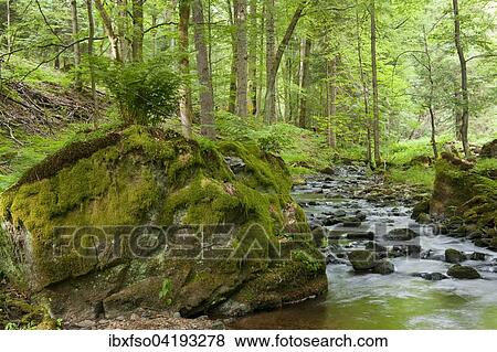 River Vesser, Vessertal-Thuringian Forest biosphere reserve, Thuringia, Germany, Europe View Large Photo Image Stock Photo - River Vesser, Vessertal-Thuringian Forest biosphere reserve, Thuringia, Germany, Europe. Fotosearch