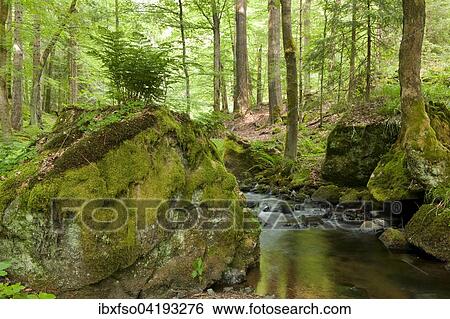River Vesser, Vessertal-Thuringian Forest biosphere reserve, Thuringia, Germany, Europe View Large Photo Image Stock Photograph - River Vesser, Vessertal-Thuringian Forest biosphere reserve, Thuringia, Germany, Europe. Fotosearch