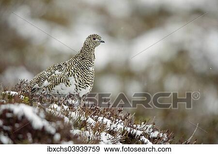 Stock Photo - Rock Ptarmigan (Lagopus muta), Tyrol, Austria, Europe. Fotosearch