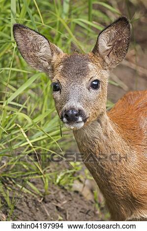 Roe deer (Capreolus capreolus) buck, fawn, portrait, Middle Elbe Biosphere Reserve, Saxony-Anhalt, Germany, Europe View Large Photo Image Picture - Roe deer (Capreolus capreolus) buck, fawn, portrait, Middle Elbe Biosphere Reserve, Saxony-Anhalt, Germany, Europe. Fotosearch