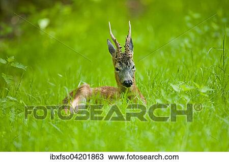 Roe Deer (Capreolus capreolus), buck resting in a meadow, Lower Saxony, Germany, Europe View Large Photo Image Stock Image - Roe Deer (Capreolus capreolus), buck resting in a meadow, Lower Saxony, Germany, Europe. Fotosearch
