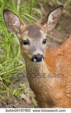 Roe deer (Capreolus capreolus) buck, fawn, portrait, Middle Elbe Biosphere Reserve, Saxony-Anhalt, Germany, Europe View Large Photo Image Stock Image - Roe deer (Capreolus capreolus) buck, fawn, portrait, Middle Elbe Biosphere Reserve, Saxony-Anhalt, Germany, Europe. Fotosearch