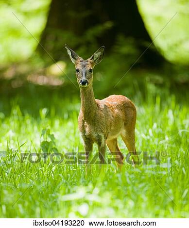 Roe Deer (Capreolus capreolus), doe, standing in a meadow, Lower Saxony, Germany, Europe View Large Photo Image Stock Image - Roe Deer (Capreolus capreolus), doe, standing in a meadow, Lower Saxony, Germany, Europe. Fotosearch