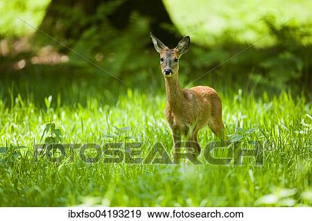 Roe Deer (Capreolus capreolus), doe, standing in a meadow, Lower Saxony, Germany, Europe View Large Photo Image Stock Photo - Roe Deer (Capreolus capreolus), doe, standing in a meadow, Lower Saxony, Germany, Europe. Fotosearch
