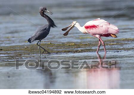 Roseate Spoonbill (Ajaia ajaja) and Little Blue Heron (Egretta caerulea) in the water, Sanibel Island, Florida, USA, North America View Large Photo Image Stock Image - Roseate Spoonbill (Ajaia ajaja) and Little Blue Heron (Egretta caerulea) in the water, Sanibel Island, Florida, USA, North America. Fotosearch