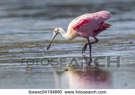 Roseate Spoonbill (Ajaia ajaja) in the water, Sanibel Island, Florida, USA, North America View Large Photo Image Stock Image - Roseate Spoonbill (Ajaia ajaja) in the water, Sanibel Island, Florida, USA, North America. Fotosearch