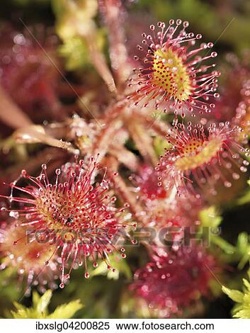 Round-leaved sundew (Drosera rotundifolia), Grundbeckenmoor near Raubling, Upper Bavaria, Bavaria, Germany, Europe View Large Photo Image Stock Photography - Round-leaved sundew (Drosera rotundifolia), Grundbeckenmoor near Raubling, Upper Bavaria, Bavaria, Germany, Europe. Fotosearch