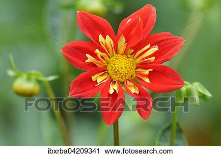 Ruffs Dahlia (Dahlia), variety Raisa, North Rhine-Westphalia, Germany, Europe View Large Photo Image Stock Image - Ruffs Dahlia (Dahlia), variety Raisa, North Rhine-Westphalia, Germany, Europe. Fotosearch