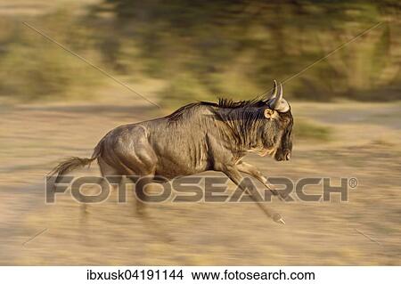Picture - Running Blue Wildebeest (Connochaetes taurinus), Maasai Mara, Narok County, Kenya, Africa. Fotosearch