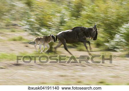 Stock Image - Running Blue Wildebeest (Connochaetes taurinus) with calf, Maasai Mara, Narok County, Kenya, Africa. Fotosearch