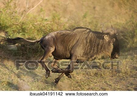 Stock Image - Running Blue Wildebeest (Connochaetes taurinus), Maasai Mara, Narok County, Kenya, Africa. Fotosearch