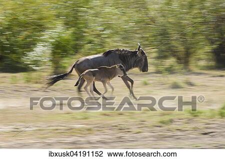 Stock Image - Running Blue Wildebeest (Connochaetes taurinus) with calf, Maasai Mara, Narok County, Kenya, Africa. Fotosearch