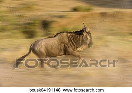 Stock Photo - Running Blue Wildebeest (Connochaetes taurinus), Maasai Mara, Narok County, Kenya, Africa. Fotosearch