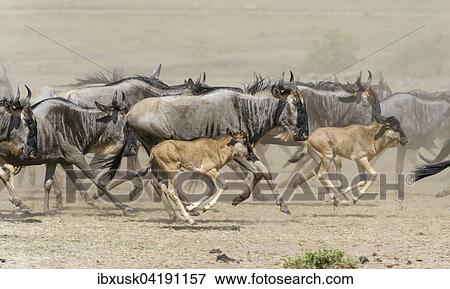Stock Photo - Running Blue Wildebeest (Connochaetes taurinus), gnu herd with their calves, Maasai Mara, Narok County, Kenya, Africa. Fotosearch