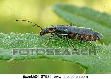 Rustic sailor beetle (Cantharis rustica), Hesse, Germany, Europe View Large Photo Image Stock Photo - Rustic sailor beetle (Cantharis rustica), Hesse, Germany, Europe. Fotosearch