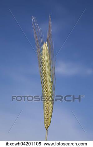 Rye (Secale cereale) ear, Germany, Europe View Large Photo Image Stock Photography - Rye (Secale cereale) ear, Germany, Europe. Fotosearch