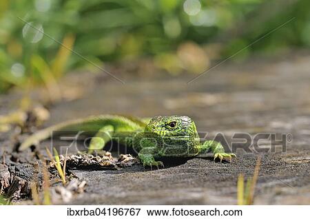 Sand Lizard (Lacerta agilis), male, Baden-Wurttemberg, Germany, Europe View Large Photo Image Stock Photo - Sand Lizard (Lacerta agilis), male, Baden-Wurttemberg, Germany, Europe. Fotosearch