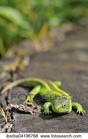 Sand Lizard (Lacerta agilis), male, Baden-Wurttemberg, Germany, Europe View Large Photo Image Stock Photo - Sand Lizard (Lacerta agilis), male, Baden-Wurttemberg, Germany, Europe. Fotosearch