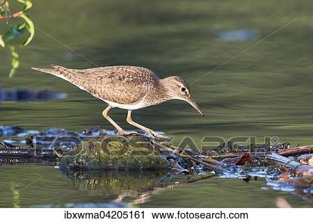 Sandpiper (Actitis hypoleucos) by the water, Hesse, Germany, Europe View Large Photo Image Stock Image - Sandpiper (Actitis hypoleucos) by the water, Hesse, Germany, Europe. Fotosearch