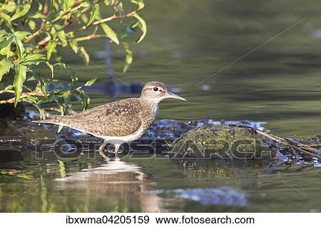Sandpiper (Actitis hypoleucos) in the water, Hesse, Germany, Europe View Large Photo Image Stock Photo - Sandpiper (Actitis hypoleucos) in the water, Hesse, Germany, Europe. Fotosearch