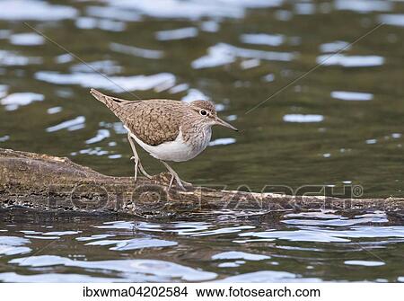 Sandpiper (Actitis hypoleucos) on a tree trunk in the water, Hesse, Germany, Europe View Large Photo Image Picture - Sandpiper (Actitis hypoleucos) on a tree trunk in the water, Hesse, Germany, Europe. Fotosearch