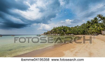 Sandy beach beach with palm trees, Koh Tao, Gulf of Thailand, Thailand, Asia View Large Photo Image Stock Photo - Sandy beach beach with palm trees, Koh Tao, Gulf of Thailand, Thailand, Asia. Fotosearch