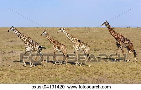 Savannah with Masai giraffes (Giraffa camelopardalis), Masai Mara National Reserve, Narok County, Kenya, Africa View Large Photo Image Stock Image - Savannah with Masai giraffes (Giraffa camelopardalis), Masai Mara National Reserve, Narok County, Kenya, Africa. Fotosearch