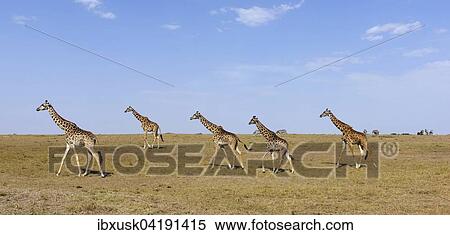 Savannah with Masai giraffes (Giraffa camelopardalis), Masai Mara National Reserve, Narok County, Kenya, Africa View Large Photo Image Stock Photography - Savannah with Masai giraffes (Giraffa camelopardalis), Masai Mara National Reserve, Narok County, Kenya, Africa. Fotosearch