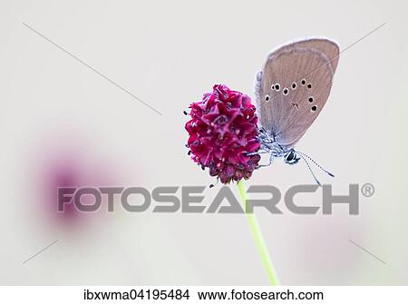 Scarce Large Blue (Phengaris teleius) on Great Burnet (Sanguisorba officinalis), Hesse, Germany, Europe View Large Photo Image Picture - Scarce Large Blue (Phengaris teleius) on Great Burnet (Sanguisorba officinalis), Hesse, Germany, Europe. Fotosearch