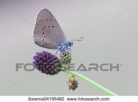 Scarce Large Blue (Phengaris teleius) on Great Burnet (Sanguisorba officinalis), Hesse, Germany, Europe View Large Photo Image Stock Image - Scarce Large Blue (Phengaris teleius) on Great Burnet (Sanguisorba officinalis), Hesse, Germany, Europe. Fotosearch