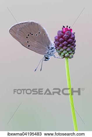 Scarce Large Blue (Phengaris teleius) on Great Burnet (Sanguisorba officinalis), Hesse, Germany, Europe View Large Photo Image Stock Image - Scarce Large Blue (Phengaris teleius) on Great Burnet (Sanguisorba officinalis), Hesse, Germany, Europe. Fotosearch