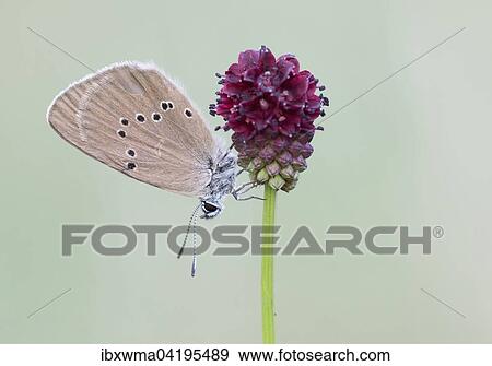 Scarce Large Blue (Phengaris teleius) on Great Burnet (Sanguisorba officinalis), Hesse, Germany, Europe View Large Photo Image Stock Photo - Scarce Large Blue (Phengaris teleius) on Great Burnet (Sanguisorba officinalis), Hesse, Germany, Europe. Fotosearch