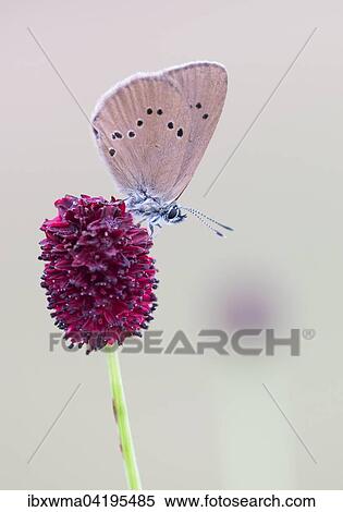 Scarce Large Blue (Phengaris teleius) on Great Burnet (Sanguisorba officinalis), Hesse, Germany, Europe View Large Photo Image Stock Photography - Scarce Large Blue (Phengaris teleius) on Great Burnet (Sanguisorba officinalis), Hesse, Germany, Europe. Fotosearch