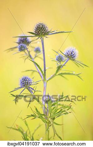 Stock Photo - Sea holly (Eryngium maritimum), Divaca, Slovenia, Europe. Fotosearch
