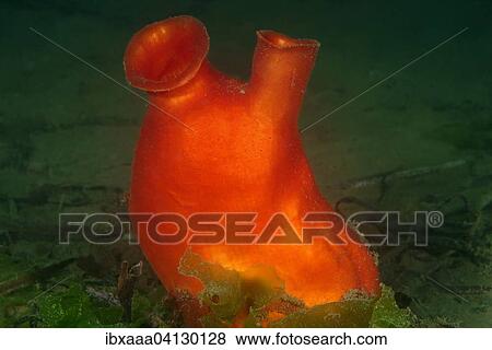 Sea Peach (Halocynthia aurantium), Sea of Japan, Rudnaya Pristan, Primorsky Krai, Russia, Europe View Large Photo Image Stock Photo - Sea Peach (Halocynthia aurantium), Sea of Japan, Rudnaya Pristan, Primorsky Krai, Russia, Europe. Fotosearch