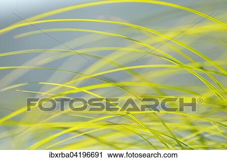 Sedge leaves in the wind, Sedges (Carex sp. ), North Rhine-Westphalia, Germany, Europe View Large Photo Image Stock Image - Sedge leaves in the wind, Sedges (Carex sp. ), North Rhine-Westphalia, Germany, Europe. Fotosearch