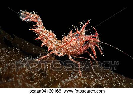 Sharps Shrimp (Rhynocrangon sharpi), Sea of Japan, Primorsky Krai, Russian Federation View Large Photo Image Stock Photograph - Sharps Shrimp (Rhynocrangon sharpi), Sea of Japan, Primorsky Krai, Russian Federation. Fotosearch