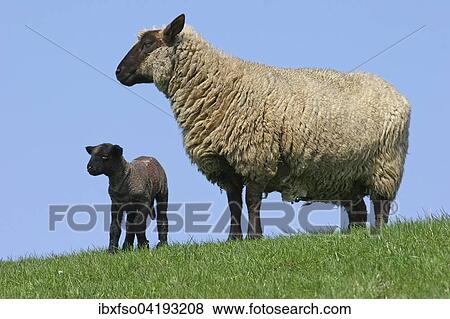Stock Photo - Sheep (Ovis ammon f. aries), black lamb and ewe, Schleswig-Holstein, Germany, Europe. Fotosearch