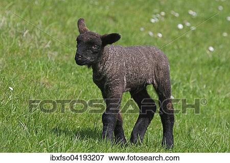 Sheep (Ovis ammon f. aries), black lamb, Schleswig-Holstein, Germany, Europe View Large Photo Image Stock Photo - Sheep (Ovis ammon f. aries), black lamb, Schleswig-Holstein, Germany, Europe. Fotosearch