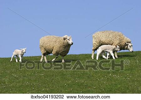 Stock Image - Sheep (Ovis ammon f. aries), ewes and lambs on a dyke, Schleswig-Holstein, Germany, Europe. Fotosearch
