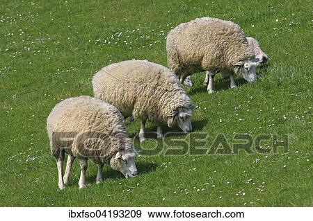 Stock Photo - Sheep (Ovis ammon f. aries) grazing on a dike, Schleswig-Holstein, Germany, Europe. Fotosearch