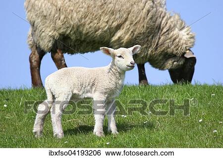 Stock Photograph - Sheep (Ovis ammon f. aries), lamb and ewe, Schleswig-Holstein, Germany, Europe. Fotosearch